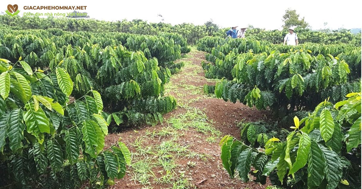 kỹ thuật trồng cây cà phê xanh lùn