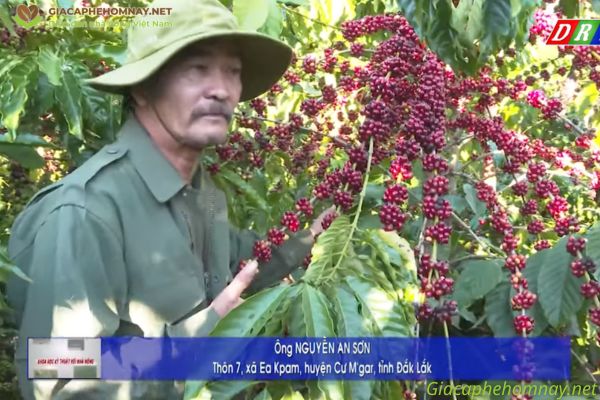 ông Nguyễn An Sơn - kỹ thuật trồng cà phê đa thân không hãm ngọn