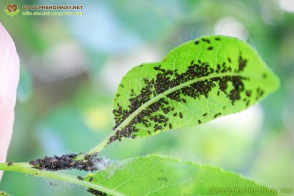 Rệp Aphid bonsai - các loại rệp hại cây trồng