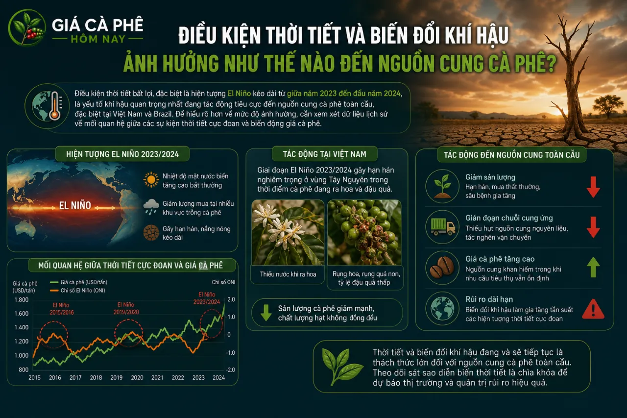Điều Kiện Thời Tiết và Biến Đổi Khí Hậu Ảnh Hưởng Như Thế Nào Đến Nguồn Cung Cà Phê?
