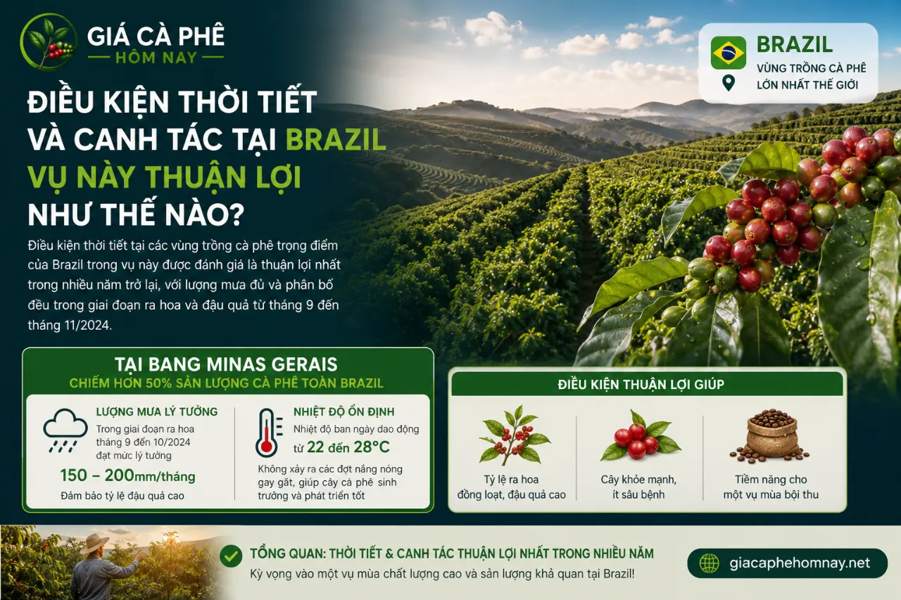 Điều kiện thời tiết và canh tác tại Brazil vụ này thuận lợi như thế nào?