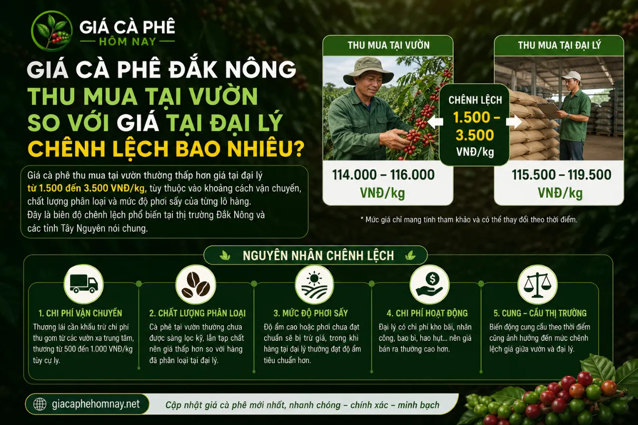 Giá Cà Phê Đắk Nông Thu Mua Tại Vườn So Với Giá Tại Đại Lý Chênh Lệch Bao Nhiêu?