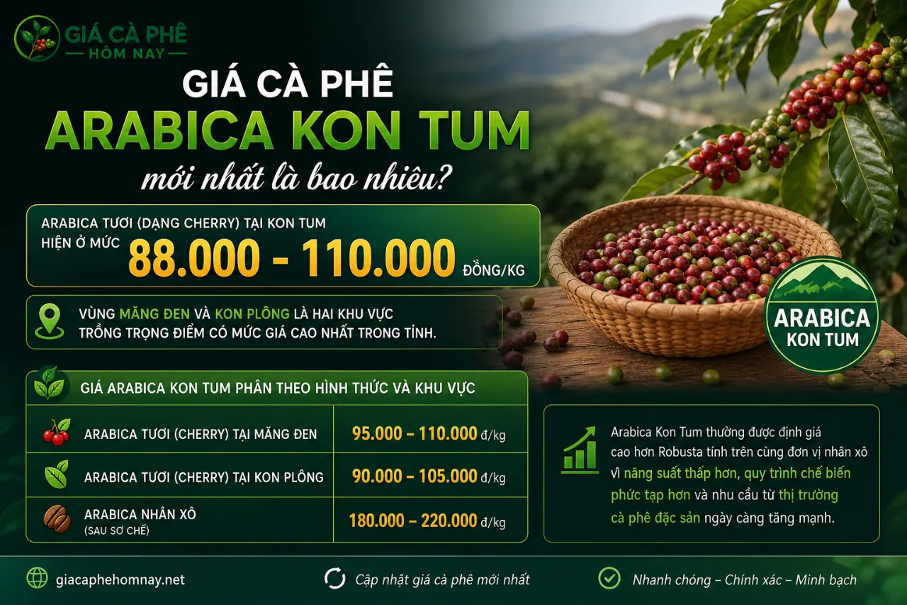 Giá cà phê Arabica Kon Tum mới nhất là bao nhiêu?
