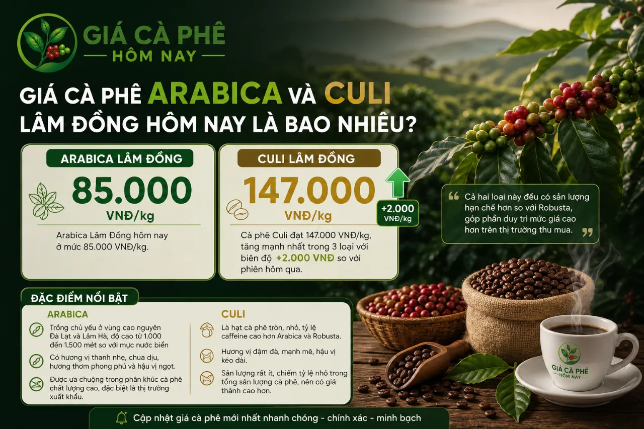Giá cà phê Arabica và Culi Lâm Đồng hôm nay là bao nhiêu?