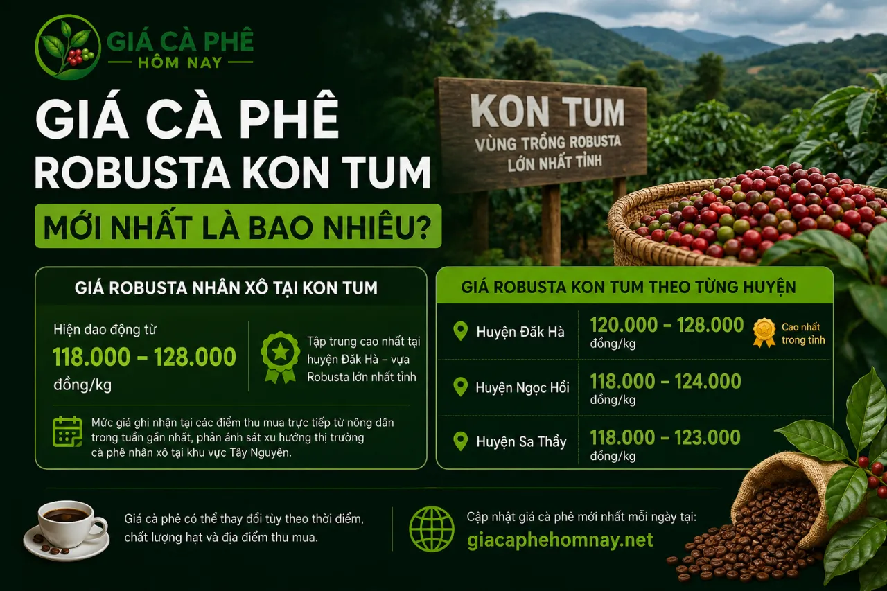 Giá cà phê Robusta Kon Tum mới nhất là bao nhiêu?