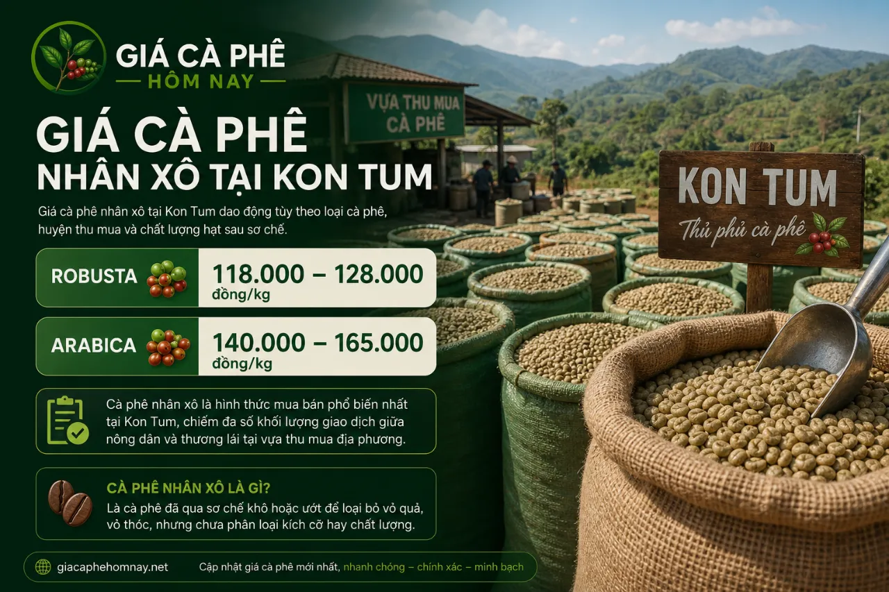 Giá cà phê nhân xô tại Kon Tum là bao nhiêu?