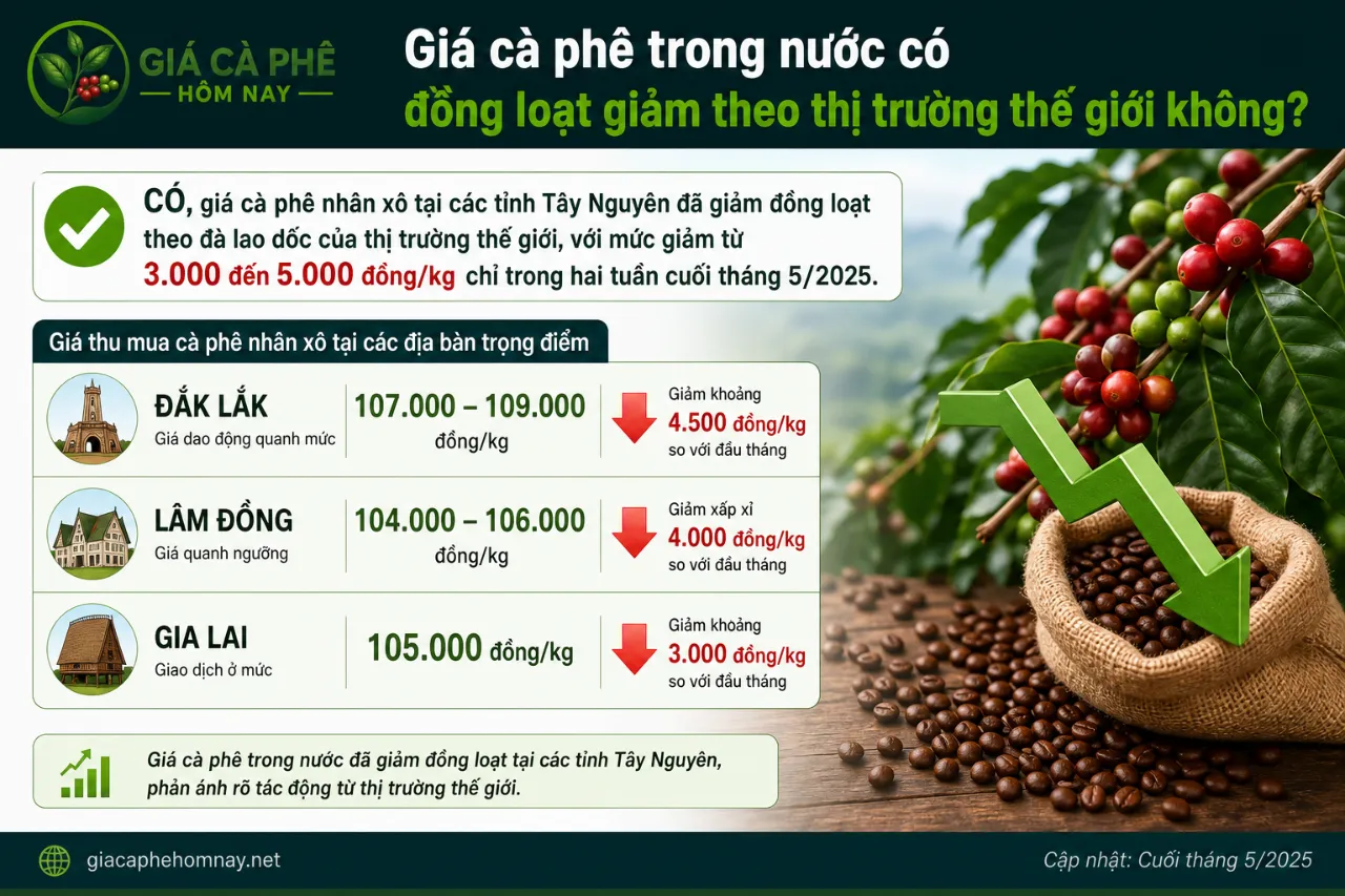 Giá cà phê trong nước có đồng loạt giảm theo thị trường thế giới không?