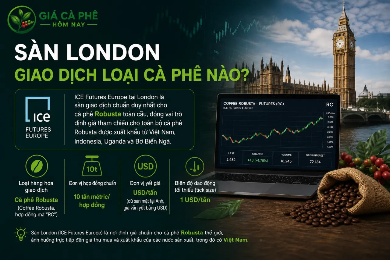Sàn London Giao Dịch Loại Cà Phê Nào?