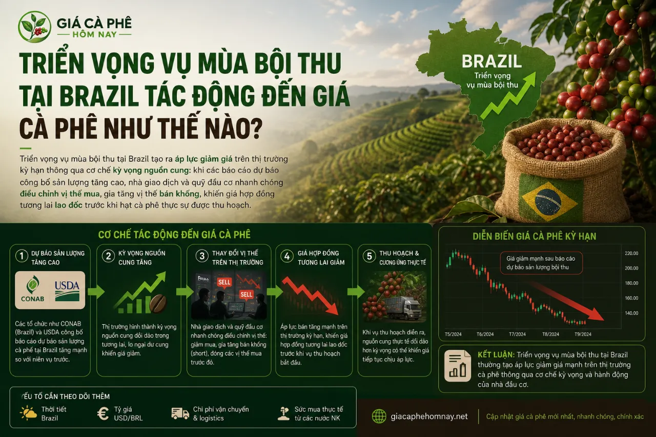 Triển vọng vụ mùa bội thu tại Brazil tác động đến giá cà phê như thế nào?