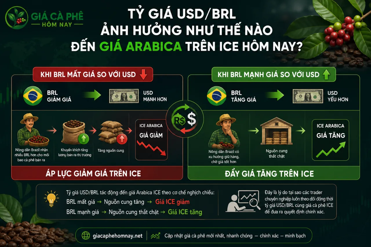 Tỷ Giá USD/BRL Ảnh Hưởng Như Thế Nào Đến Giá Arabica Trên ICE Hôm Nay?