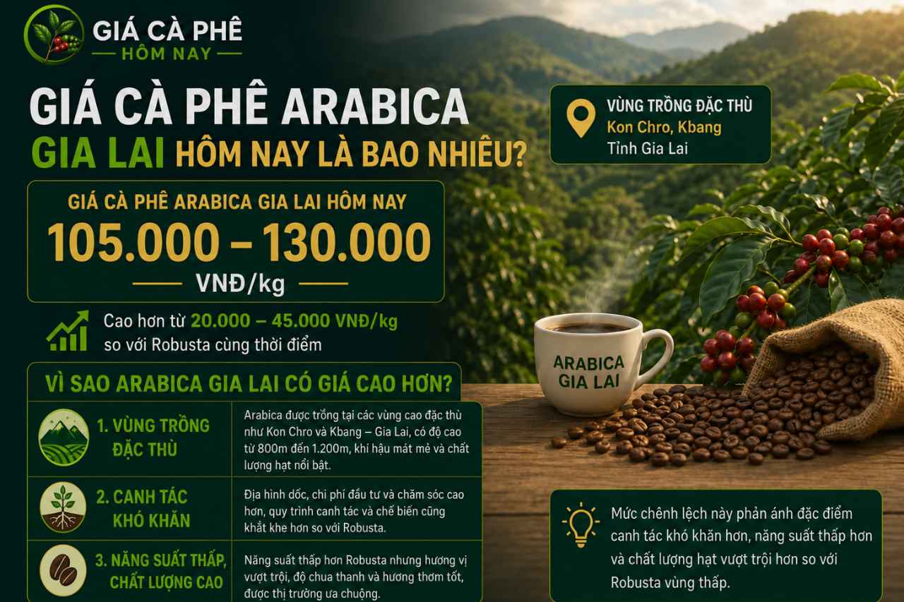 Giá Cà Phê Arabica Gia Lai Hôm Nay Là Bao Nhiêu?