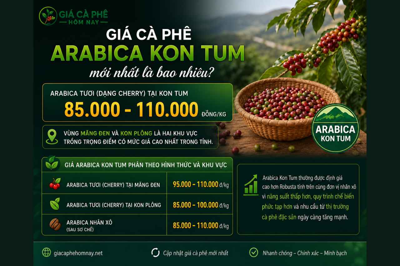 Giá cà phê Arabica Kon Tum mới nhất là bao nhiêu?
