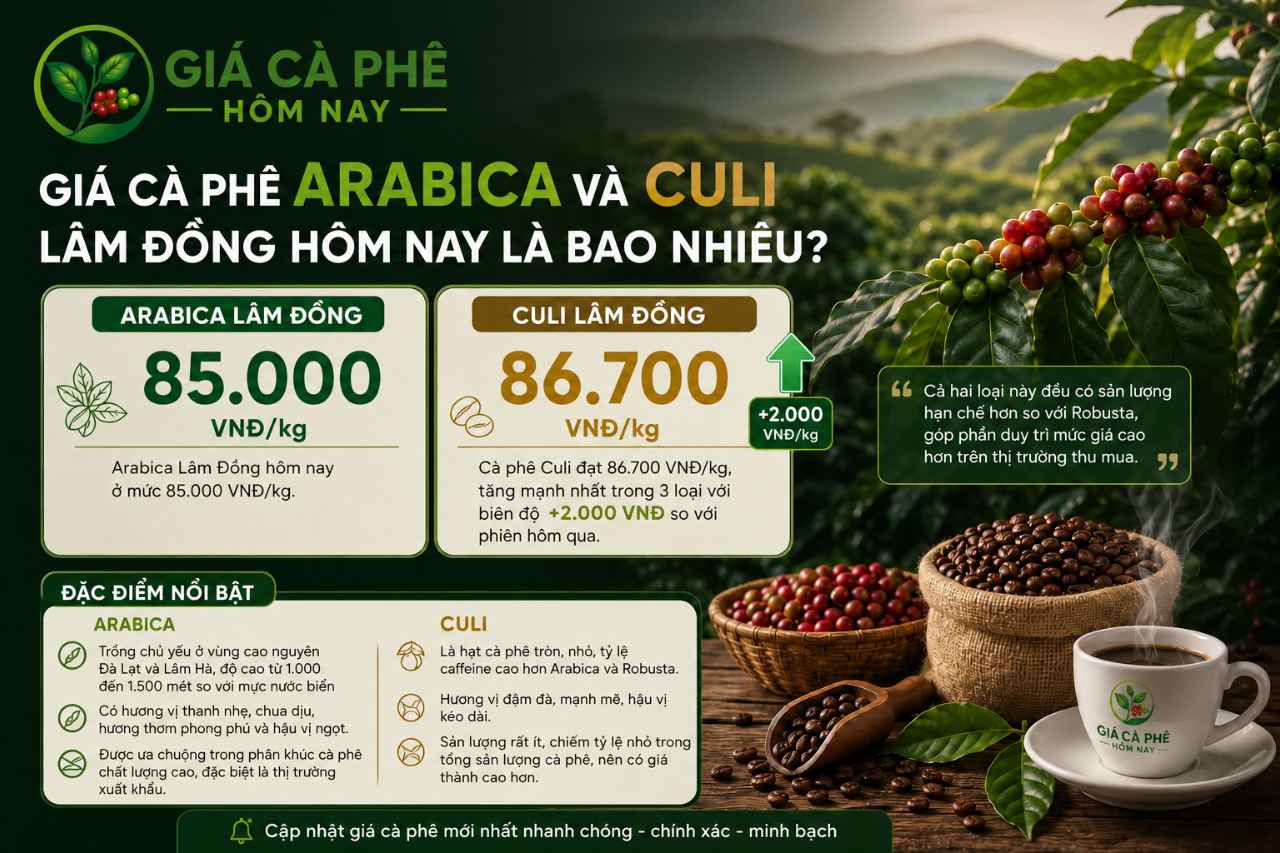 Giá cà phê Arabica và Culi Lâm Đồng hôm nay là bao nhiêu?