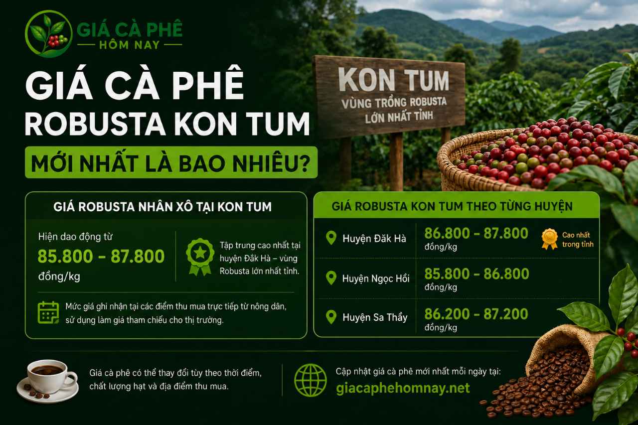 Giá cà phê Robusta Kon Tum mới nhất là bao nhiêu?