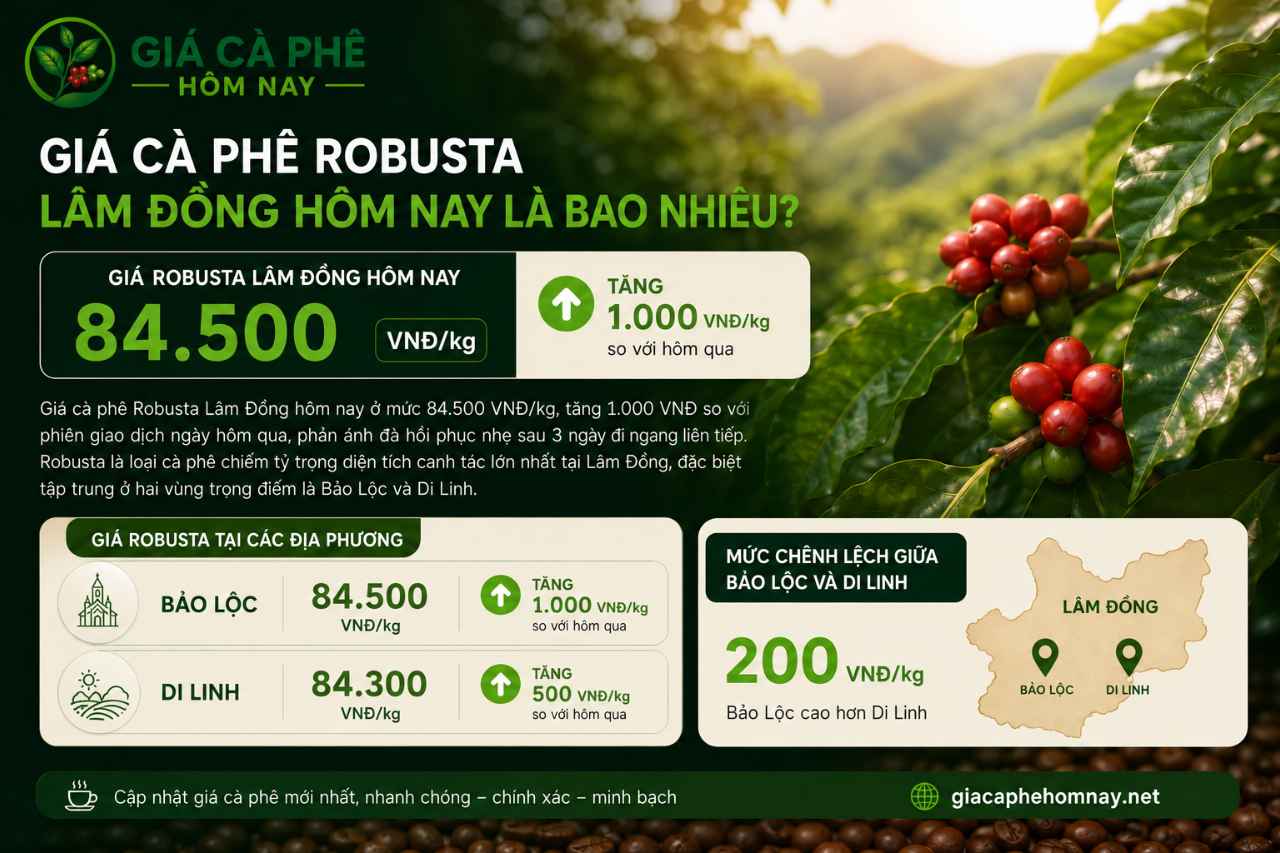 Giá cà phê Robusta Lâm Đồng hôm nay là bao nhiêu?