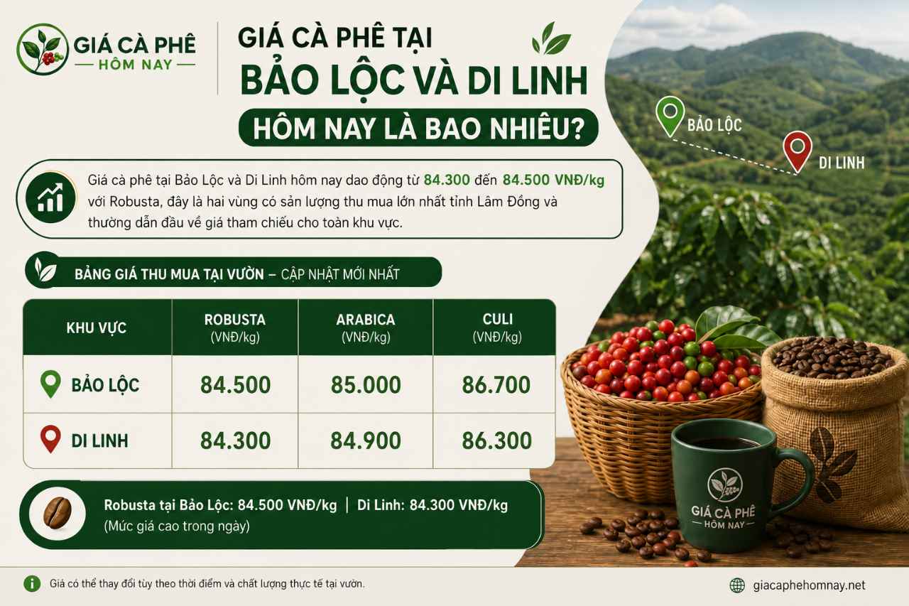 Giá cà phê tại Bảo Lộc và Di Linh hôm nay là bao nhiêu?
