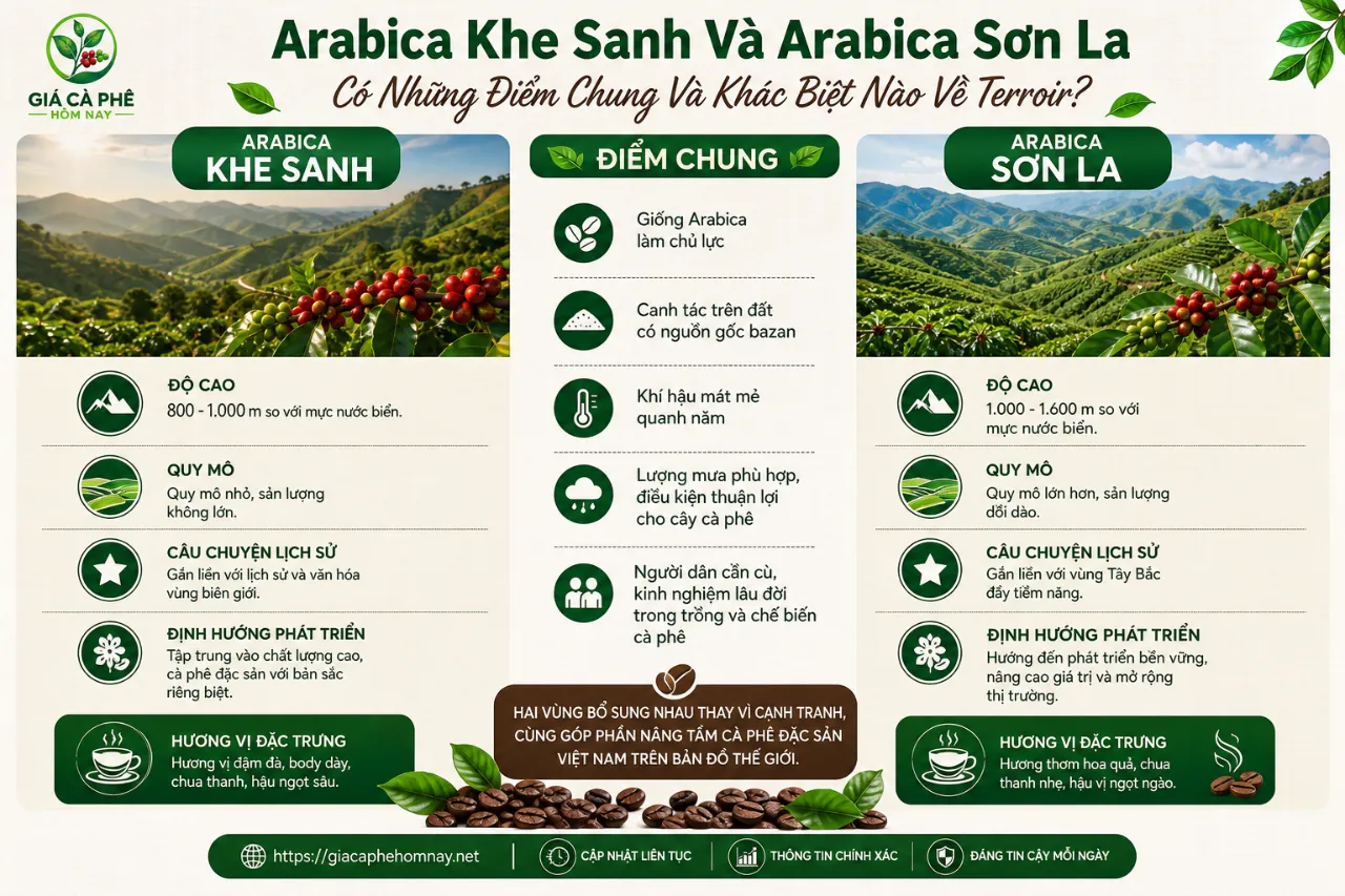 Arabica Khe Sanh Và Arabica Sơn La Có Những Điểm Chung Và Khác Biệt Nào Về Terroir?