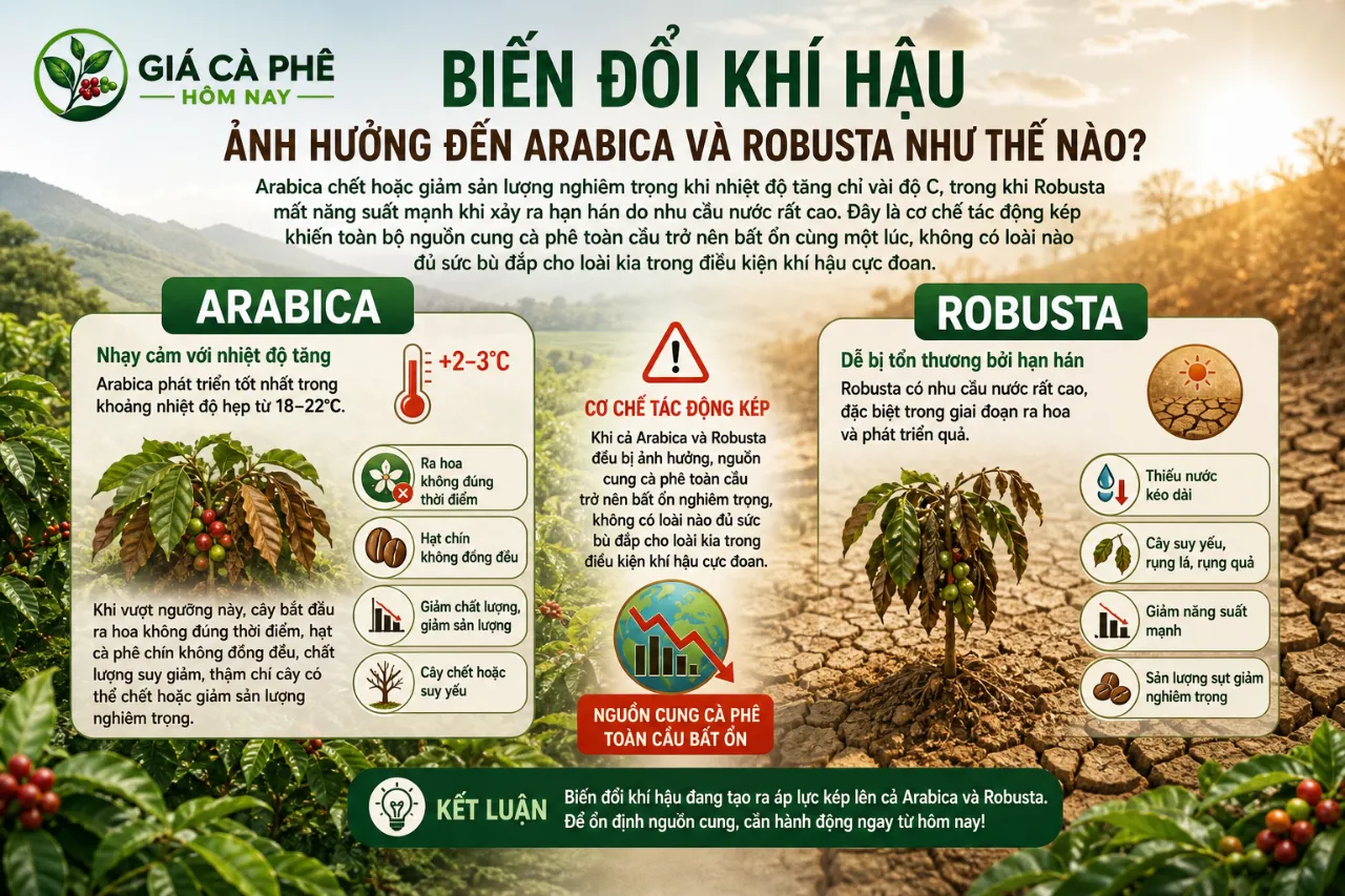 Biến Đổi Khí Hậu Ảnh Hưởng Đến Arabica Và Robusta Như Thế Nào?