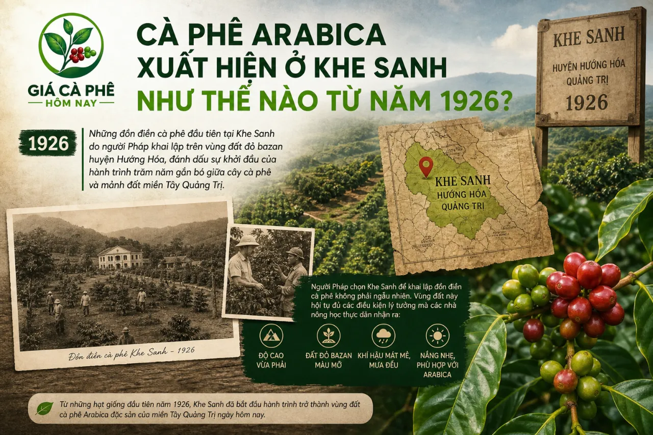 Cà Phê Arabica Xuất Hiện Ở Khe Sanh Như Thế Nào Từ Năm 1926?