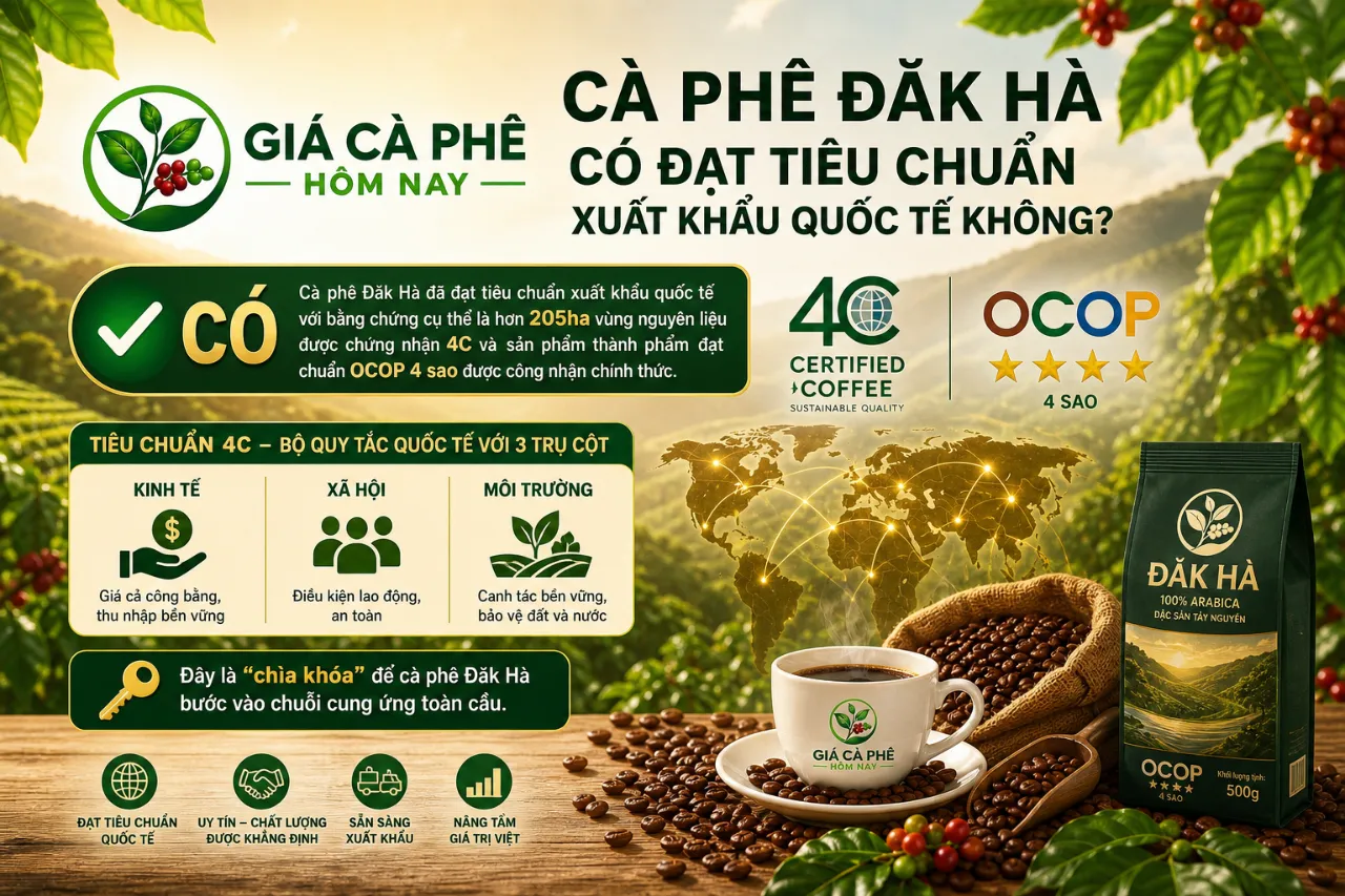 Cà Phê Đăk Hà Có Đạt Tiêu Chuẩn Xuất Khẩu Quốc Tế Không?