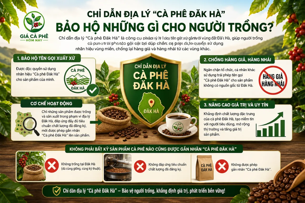 Chỉ Dẫn Địa Lý "Cà Phê Đăk Hà" Bảo Hộ Những Gì Cho Người Trồng?