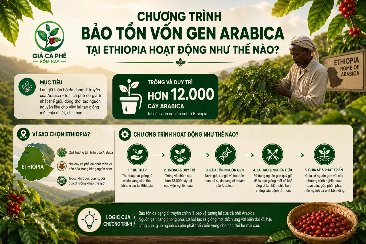 Chương Trình Bảo Tồn Vốn Gen Arabica Tại Ethiopia Hoạt Động Như Thế Nào?