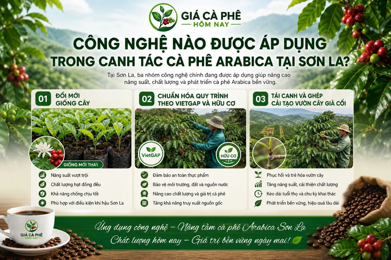 Công Nghệ Nào Được Áp Dụng Trong Canh Tác Cà Phê Arabica Tại Sơn La?