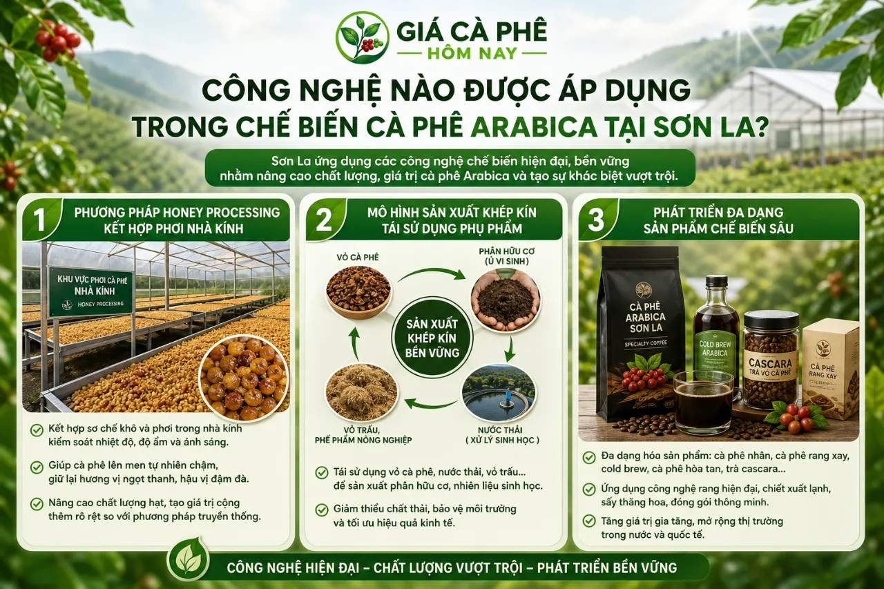 Công Nghệ Nào Được Áp Dụng Trong Chế Biến Cà Phê Arabica Tại Sơn La?