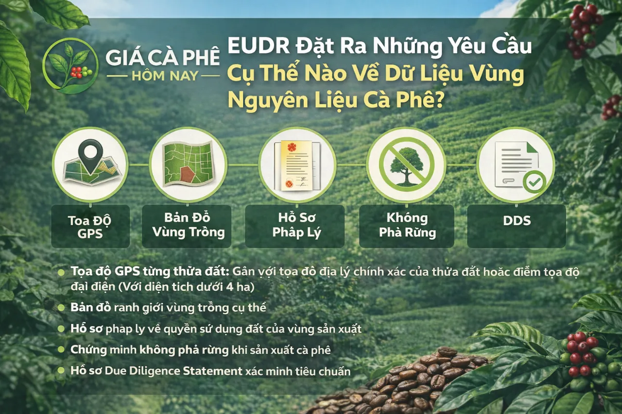 EUDR Đặt Ra Những Yêu Cầu Cụ Thể Nào Về Dữ Liệu Vùng Nguyên Liệu Cà Phê?