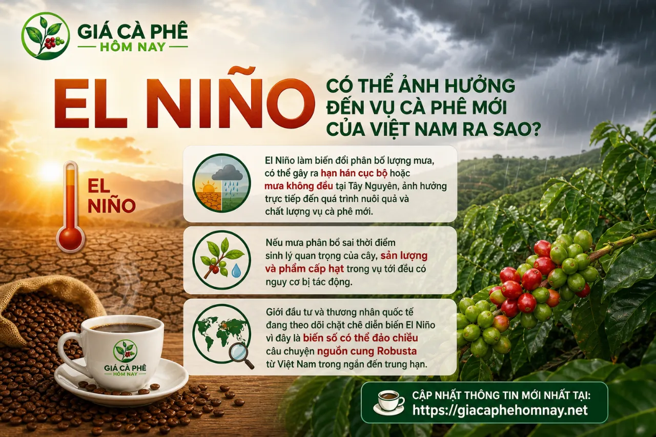 El Niño Có Thể Ảnh Hưởng Đến Vụ Cà Phê Mới Của Việt Nam Ra Sao?