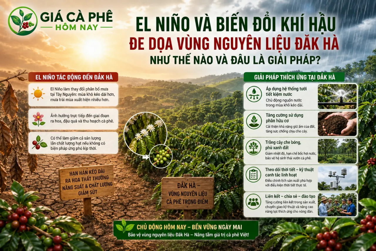 El Niño Và Biến Đổi Khí Hậu Đe Dọa Vùng Nguyên Liệu Đăk Hà Như Thế Nào Và Đâu Là Giải Pháp?