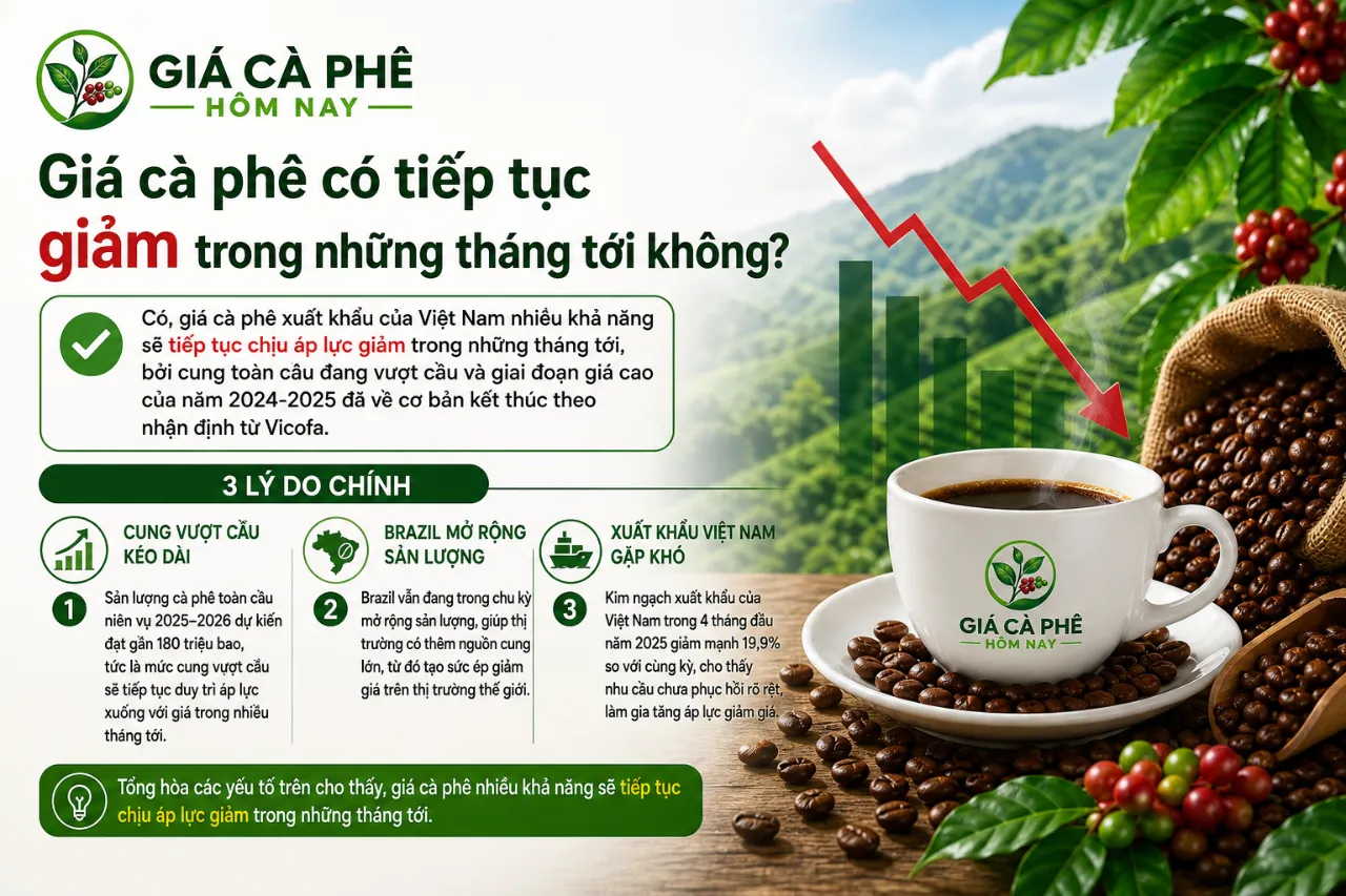 Giá cà phê có tiếp tục giảm trong những tháng tới không?