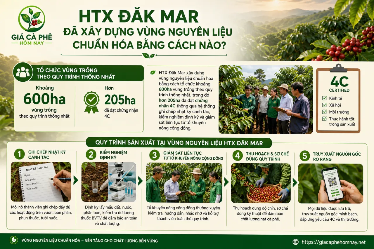 HTX Đăk Mar Đã Xây Dựng Vùng Nguyên Liệu Chuẩn Hóa Bằng Cách Nào?