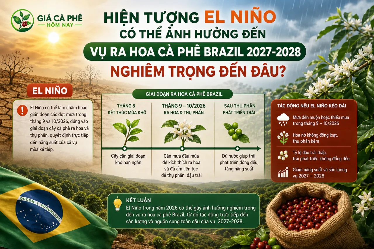 Hiện Tượng El Niño Có Thể Ảnh Hưởng Đến Vụ Ra Hoa Cà Phê Brazil 2027-2028 Nghiêm Trọng Đến Đâu?