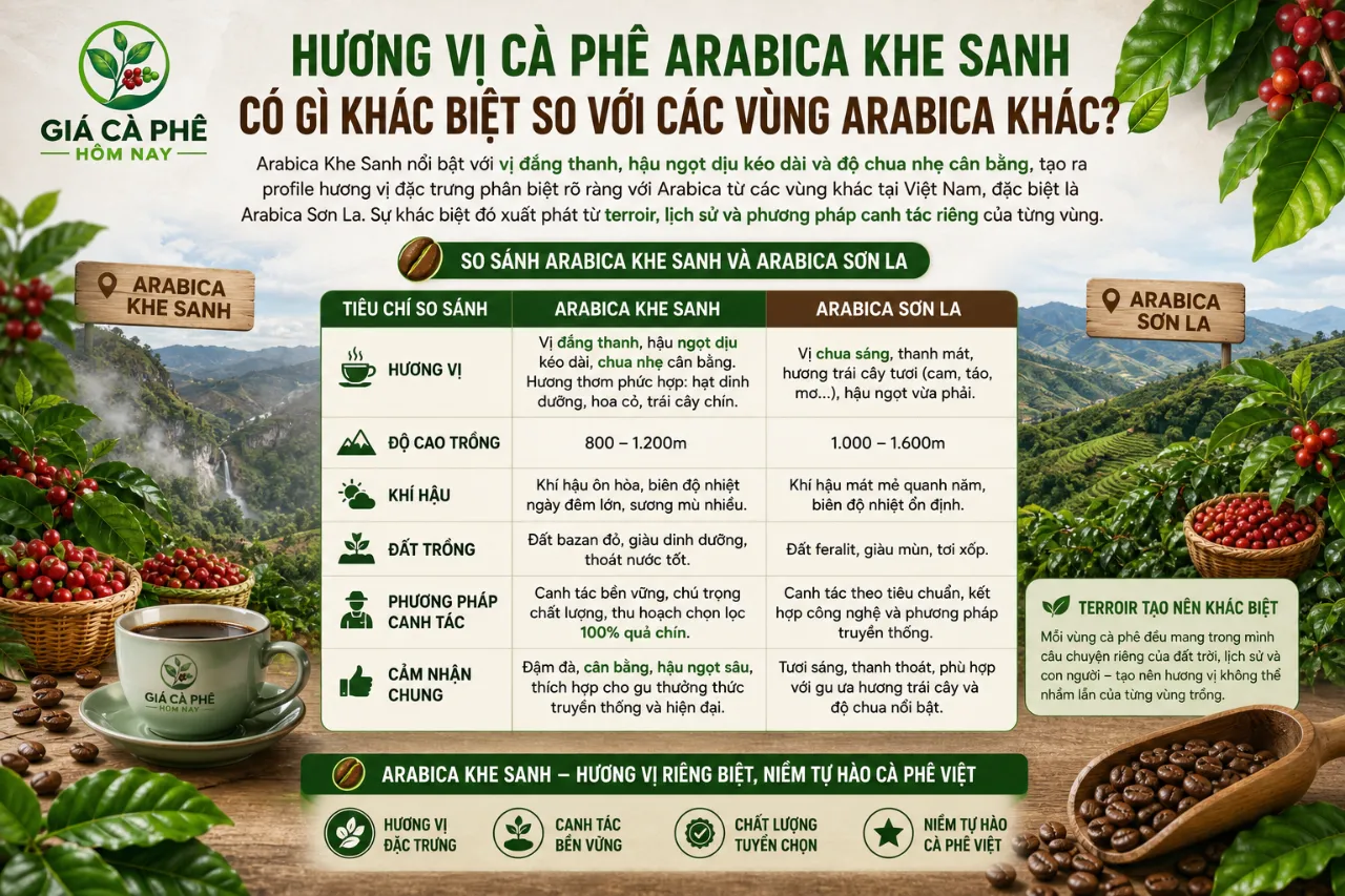 Hương Vị Cà Phê Arabica Khe Sanh Có Gì Khác Biệt So Với Các Vùng Arabica Khác?