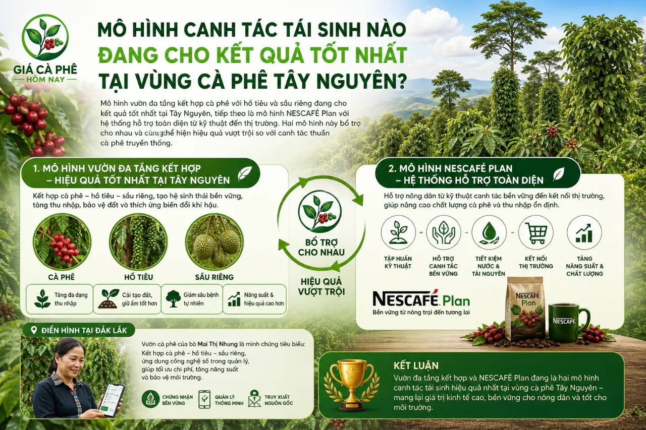 Mô Hình Canh Tác Tái Sinh Nào Đang Cho Kết Quả Tốt Nhất Tại Vùng Cà Phê Tây Nguyên?