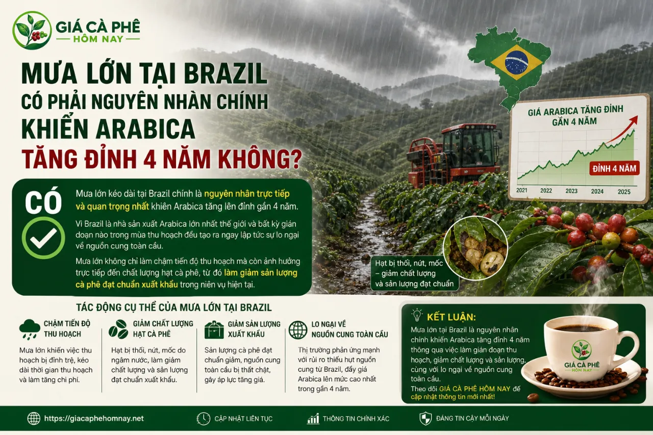 Mưa Lớn Tại Brazil Có Phải Nguyên Nhân Chính Khiến Arabica Tăng Đỉnh 4 Năm Không?