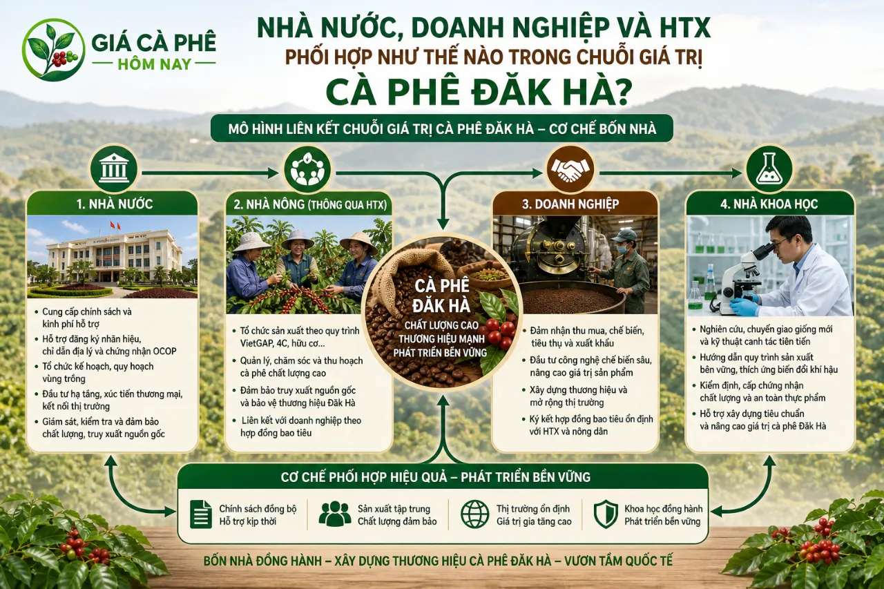 Nhà Nước, Doanh Nghiệp Và HTX Phối Hợp Như Thế Nào Trong Chuỗi Giá Trị Cà Phê Đăk Hà?