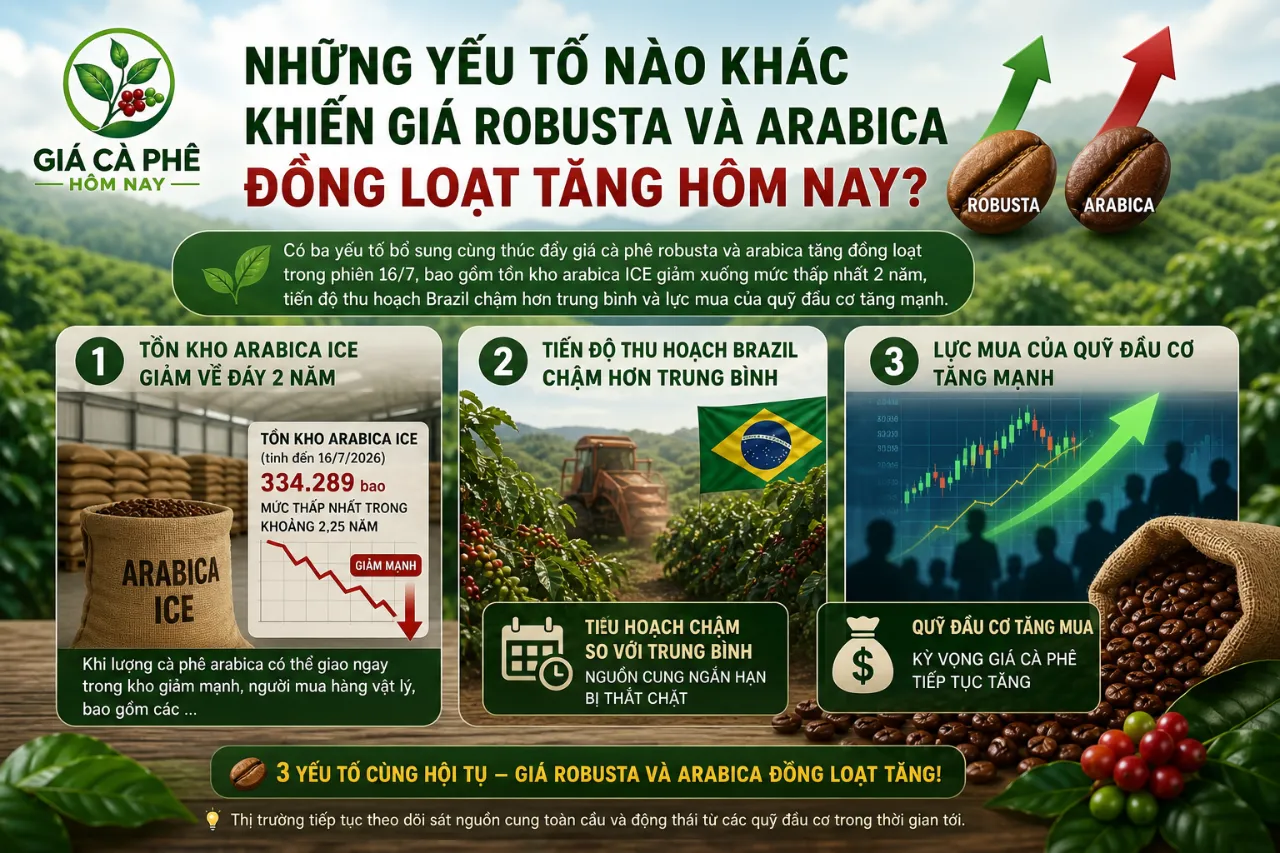 Những Yếu Tố Nào Khác Khiến Giá Robusta Và Arabica Đồng Loạt Tăng Hôm Nay?