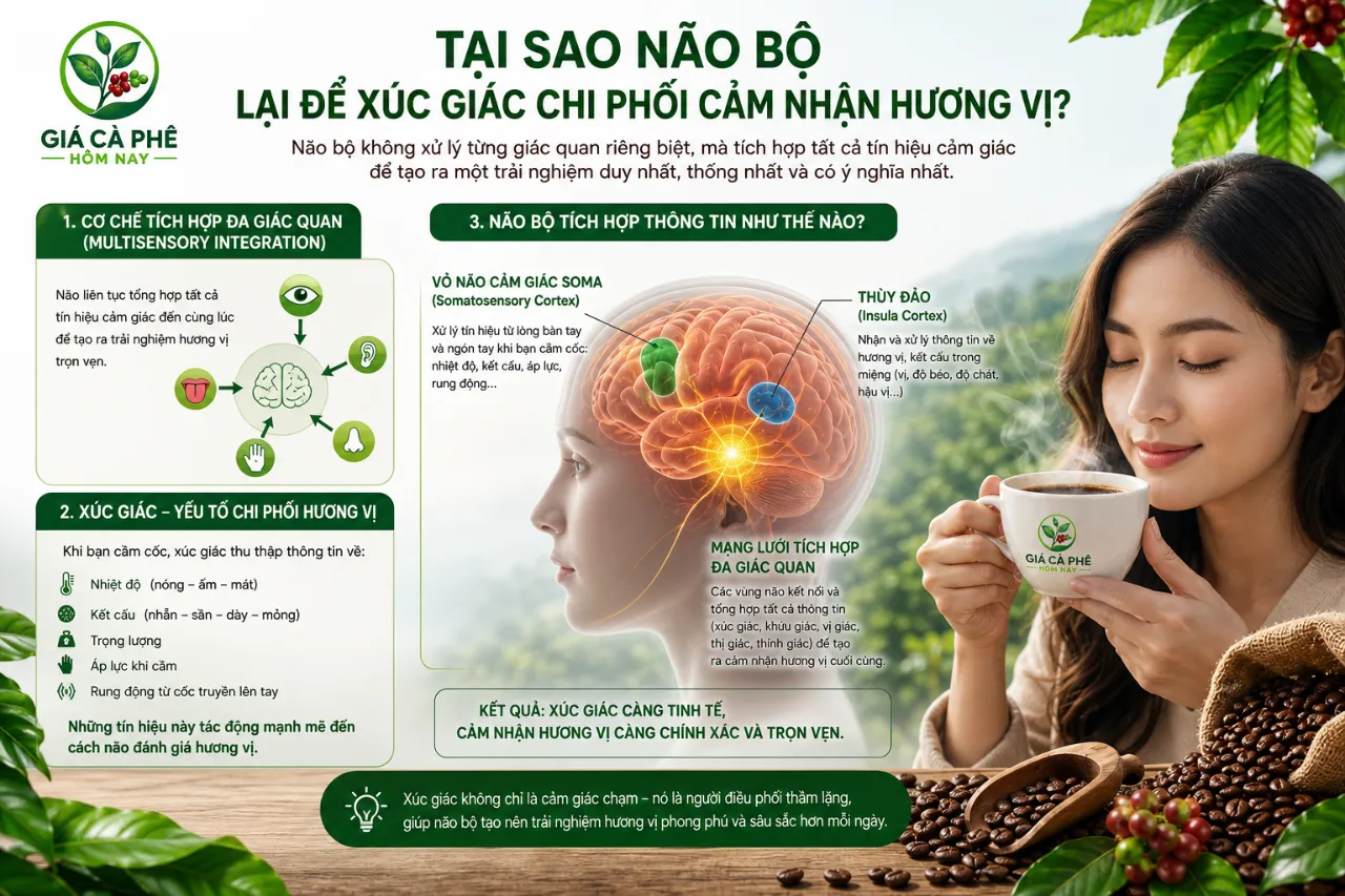 Tại Sao Não Bộ Lại Để Xúc Giác Chi Phối Cảm Nhận Hương Vị?