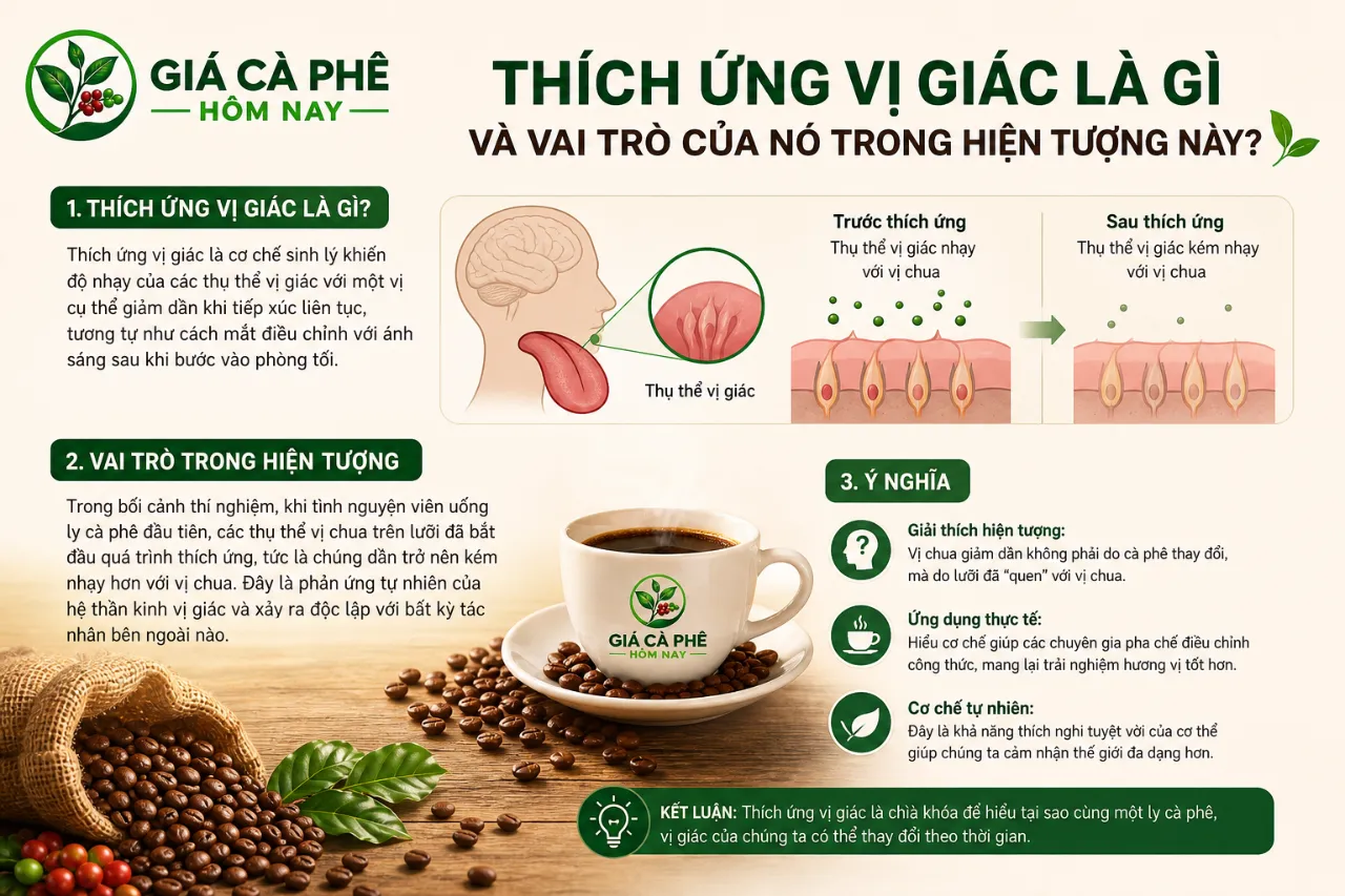 Thích Ứng Vị Giác Là Gì Và Vai Trò Của Nó Trong Hiện Tượng Này?