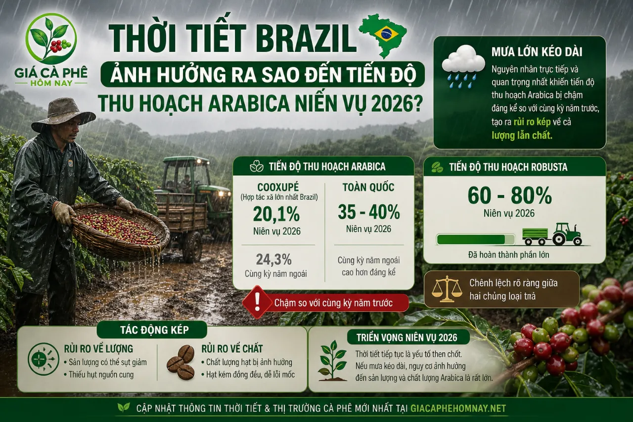 Thời Tiết Brazil Ảnh Hưởng Ra Sao Đến Tiến Độ Thu Hoạch Arabica Niên Vụ 2026?