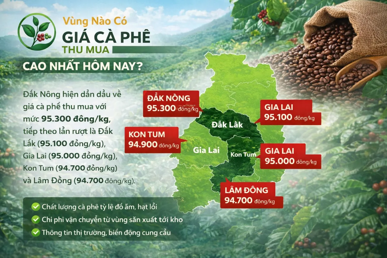 Vùng Nào Có Giá Cà Phê Thu Mua Cao Nhất Hôm Nay?