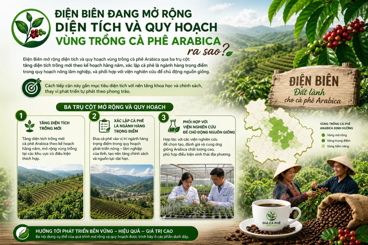 Điện Biên đang mở rộng diện tích và quy hoạch vùng trồng cà phê Arabica Điện Biên đang mở rộng diện tích và quy hoạch vùng trồng cà phê Arabica