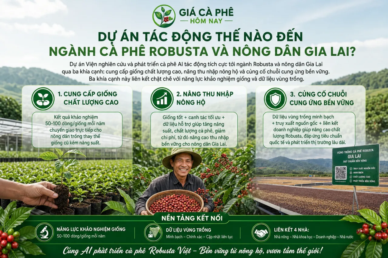 Dự án tác động thế nào đến ngành cà phê Robusta và nông dân Gia Lai