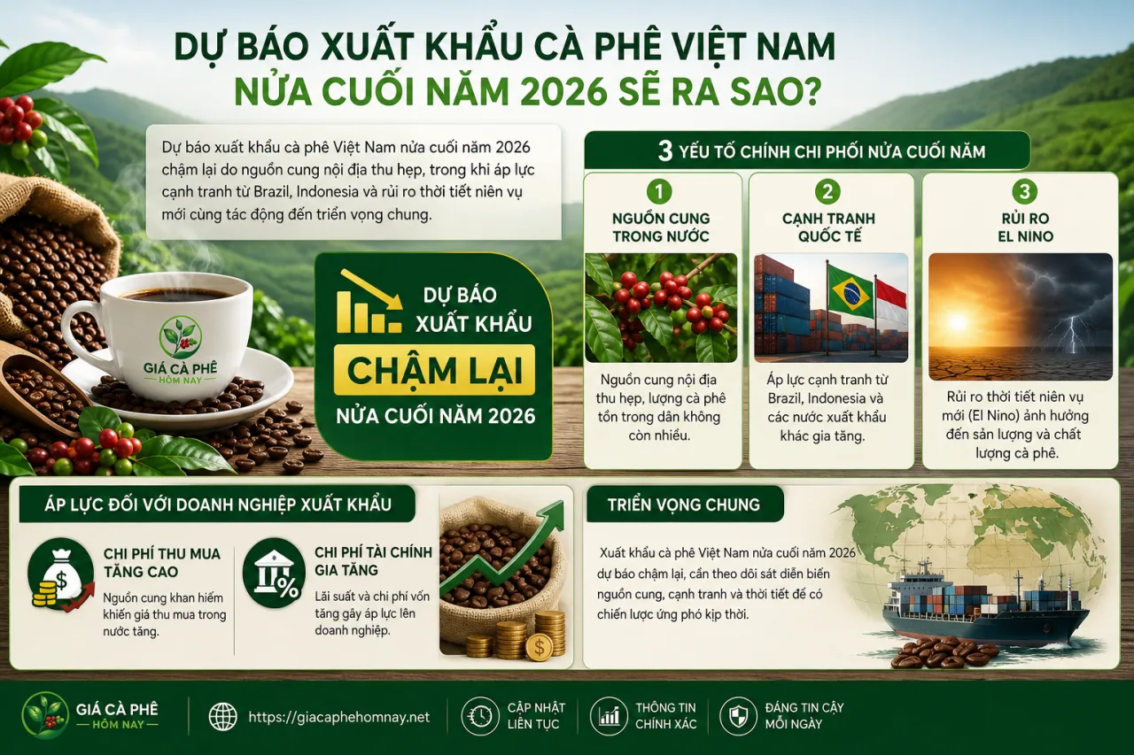 Dự báo xuất khẩu cà phê Việt Nam nửa cuối năm 2026 sẽ