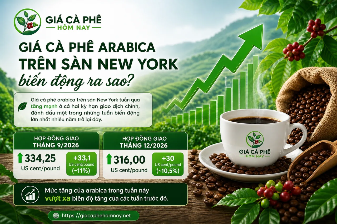 Giá cà phê arabica trên sàn New York biến động ra sao? Giá cà phê arabica trên sàn New York biến động ra sao?