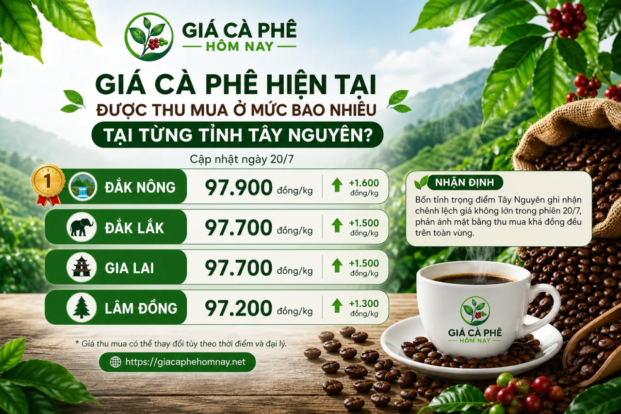 Giá cà phê hiện tại được thu mua ở mức bao nhiêu tại từng tỉnh Tây Nguyên Giá cà phê hiện tại được thu mua ở mức bao nhiêu tại từng tỉnh Tây Nguyên