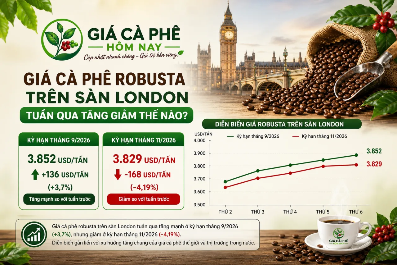 Giá cà phê robusta trên sàn London tuần qua tăng giảm thế nào? Giá cà phê robusta trên sàn London tuần qua tăng giảm thế nào?