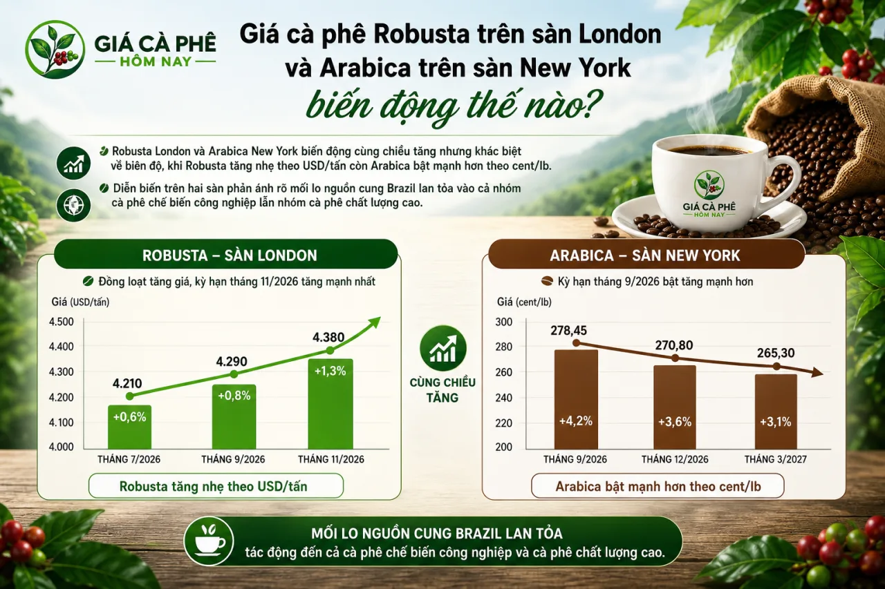 Giá cà phê Robusta trên sàn London và Arabica trên sàn New York biến động thế nào Giá cà phê Robusta trên sàn London và Arabica trên sàn New York biến động thế nào